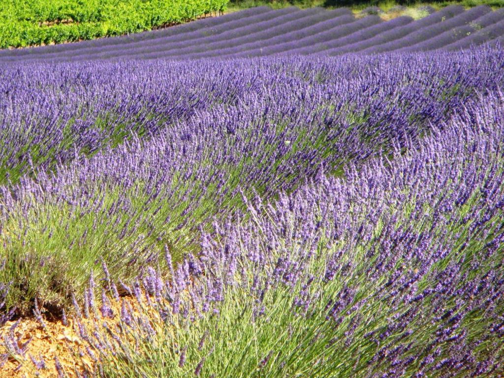 Le Mas Du Terme Barjac  Exterior foto
